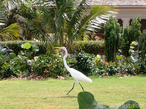 Ritz-Carlton Golf & Spa Resort 92